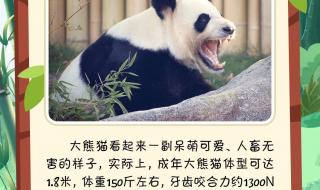 了解熊猫的知识 关于熊猫的知识